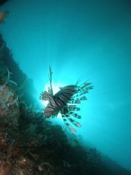 Lion Fish @ Navy Pier Exmouth Sunburst with Fixed Lens Ca... by Brad Cox 